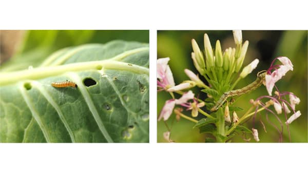 【注意報】野菜類・花き類にオオタバコガ　県南部で多発のおそれ　兵庫県