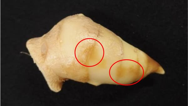 【特殊報】ショウガ褐色しみ病　県内で初めて確認　和歌山県