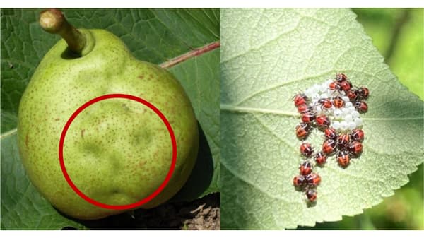 【注意報】りんご、もも、なし、かきに果樹カメムシ類　県下全域で多発のおそれ　山形県