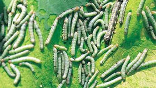 【注意報】ダイズ、ソバ、野菜類、花き類、果樹にハスモンヨトウ　県内で多発のおそれ　福井県