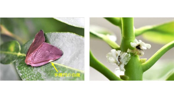 【特殊報】シキミ、カンキツにチュウゴクアミガサハゴロモ　県内で初めて確認　宮崎県
