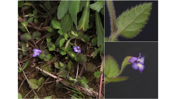 日本新産の植物「ナントウウリクサ」石垣島で発見　東京農大、鹿児島大