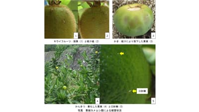 【28年ぶり警報】平年90倍超え地点も果樹カメムシ類が異常発生