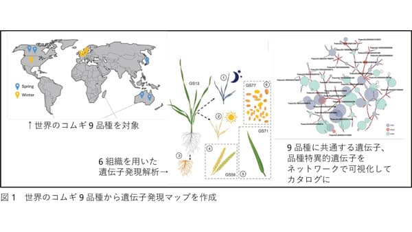 遺伝子カタログ化によるコムギ品種間多様性の解明　新品種開発を加速