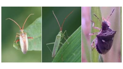 【注意報】斑点米カメムシ類　県下全域で多発のおそれ　富山県