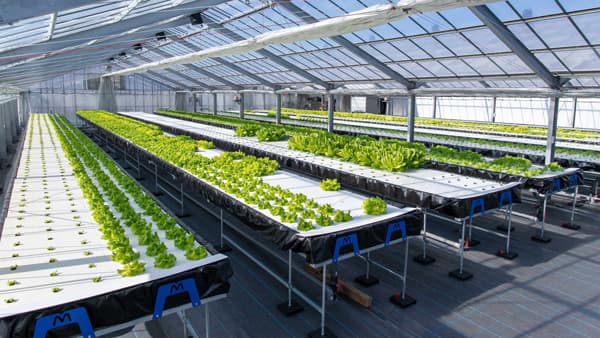 循環型農業を普及・推「一般社団法人アクアポニックス推進協会」設立