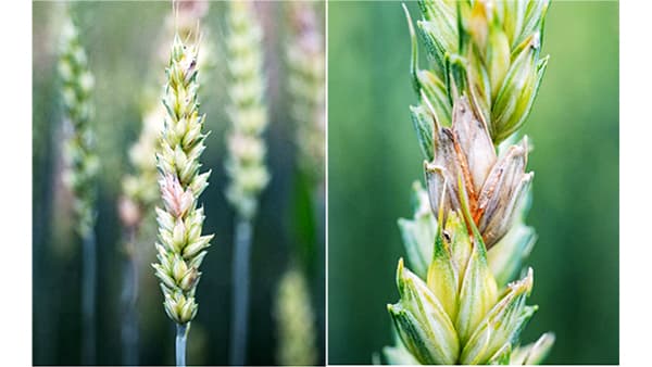 【注意報】小麦、大麦に赤かび病　県内全域で多発のおそれ　滋賀県