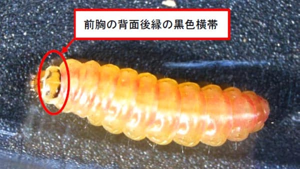 トマトキバガの成虫　県内で確認