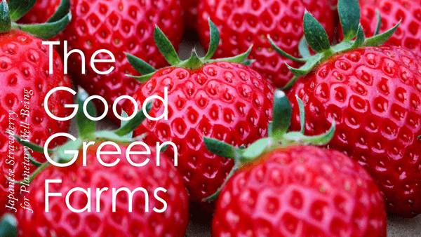 環境負荷を抑えながら美味しい苺を生産「The Good Green Farms」創業