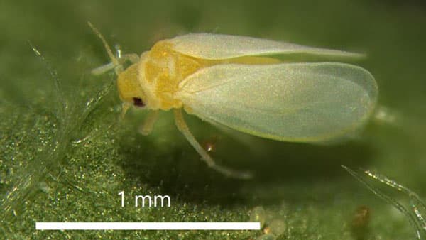 持続可能な振動農業技術に関する総説を発表　害虫防除と栽培技術の確立へ