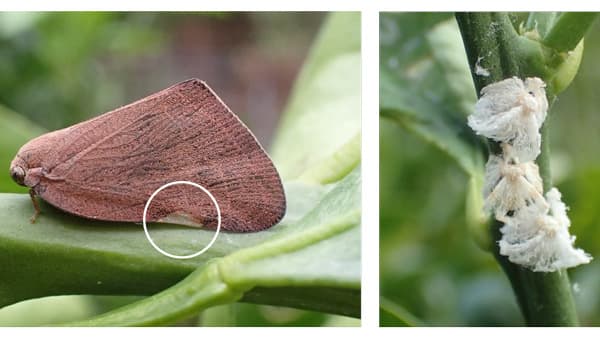 【特殊報】果樹類にチュウゴクアミガサハゴロモ　農作物への被害に注意　愛知県