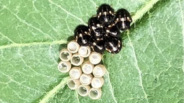 【注意報】果樹カメムシ類　県内全域で多発のおそれ　福島県