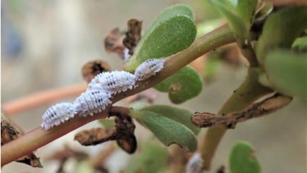 【注意報】キュウリにクロテンコナカイガラムシ　県内で初めて確認　三重県