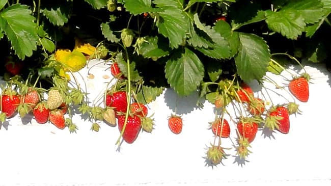 収量安定性を改善　加工用イチゴの新品種「夢つづき2号」育成　アヲハタ