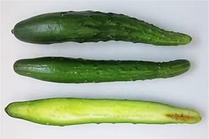 キュウリの病害虫防除を紹介