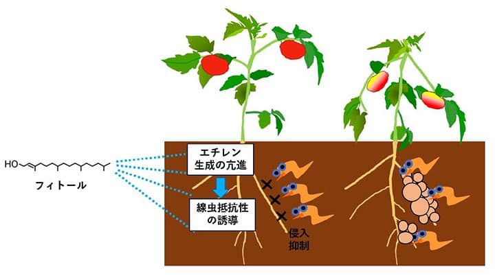 葉緑体成分フィトールのネコブセンチュウ抑制効果を確認　農研機構