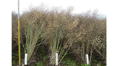 ダブルローナタネ新品種「ペノカのしずく」を育成　農研機構