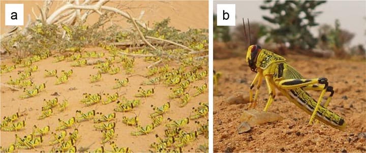 サバクトビバッタ　砂漠で生き延びるための行動を解明　国際農研