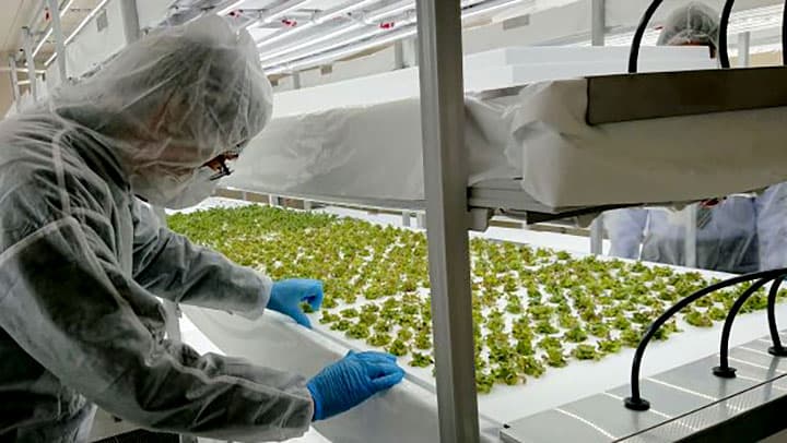 「植物工場」本格稼働　地域での販売も視野　県立広島大庄原キャンパス