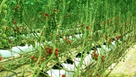 農業分野などで共同研究で包括連携協定を締結　近畿大学とイチネンホールディングス