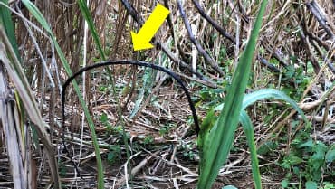 黒穂病抵抗性のサトウキビを選抜できるDNAマーカー開発　農研機構