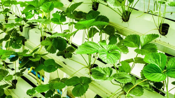 世界の垂直農法市場　2020年～2027で22%以上の成長率を見込み