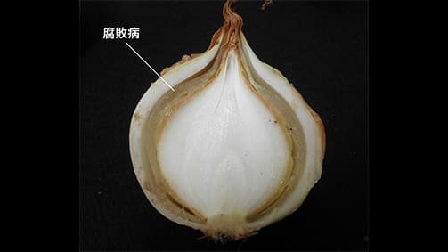 東北地域の春まきタマネギ栽培に　新しい栽培管理手順書を公開　農研機構