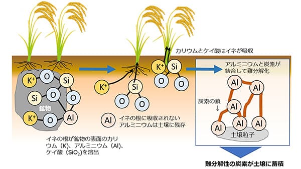 カリウムの施肥量を抑えた水稲栽培　土壌中の難分解性炭素を蓄積　農研機構