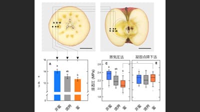 蜜入りリンゴの新たな代謝メカニズム　1細胞分析から明らかに　愛媛大学など