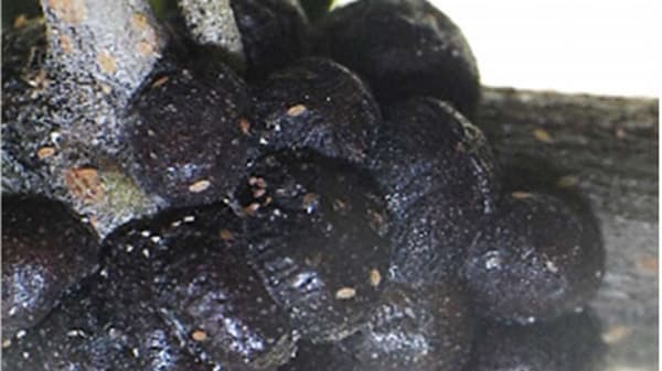 オリーブカタカイガラムシを県内初確認