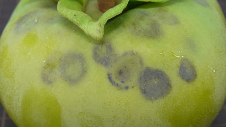 県下全域で果樹カメムシ類確認　山林隣接園で多発に注意