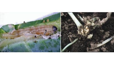 ハダニ類など9月の防除対策を公表