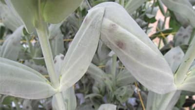 トルコギキョウ斑点病　県内で初確認