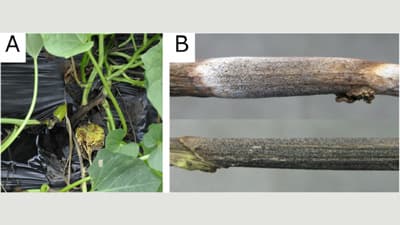サツマイモ基腐病菌の新しい検出・同定技術を開発　農研機構
