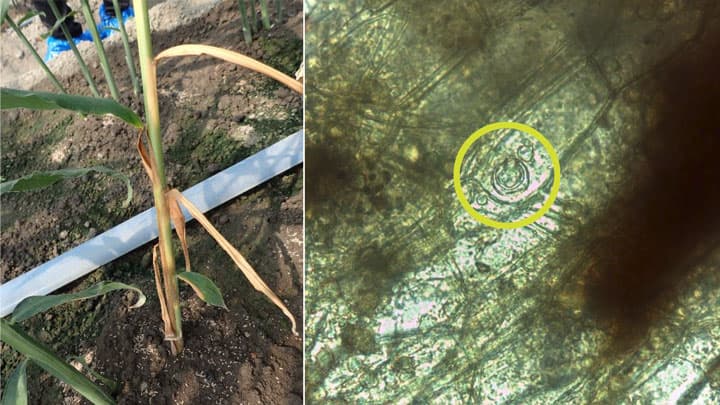 ショウガ根茎腐敗病　北海道で新たに発生　北海道病害虫防除所