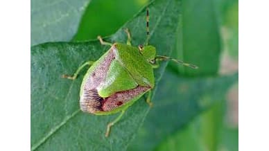 ナシ、カキ、カンキツに果樹カメムシ類県内全域で発生