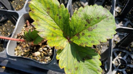 いちごに炭疽病　県下全域で発生