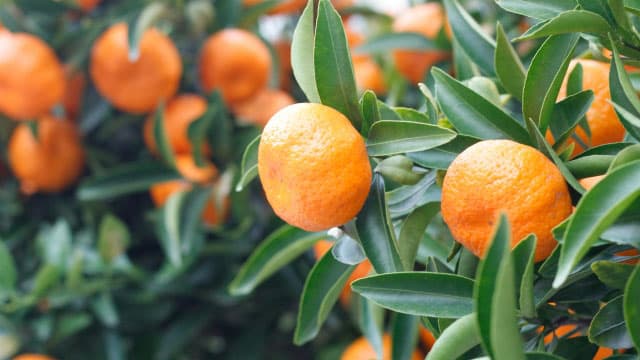 カキ、カンキツに果樹カメムシ類　県内で発生