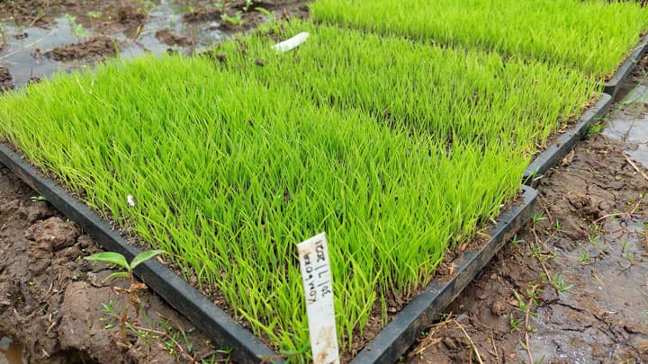 ケニア初「田植えを機械化」デモンストレーション実施　唐沢農機×商船三井×KiliMOL