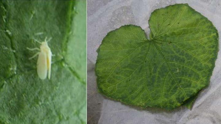 キュウリ退緑黄化病　府内で初確認　南河内地域で発生