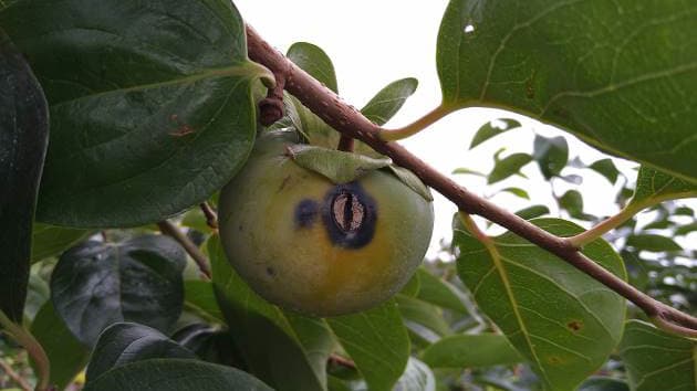 カキ炭疽病　県内全域で発生