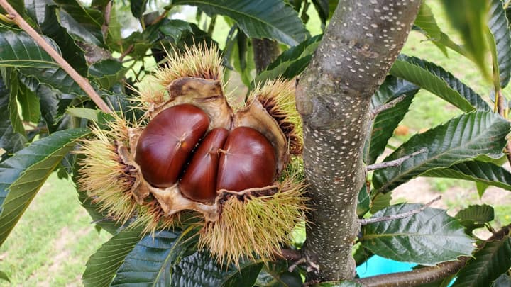 ニホングリのゲノムを解読　バラ類植物のゲノム進化に手がかり　かずさDNA研究所×農研機構