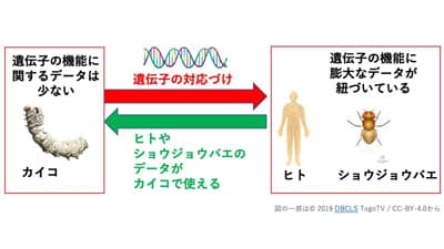 カイコ遺伝子発現データ公開　昆虫活用技術開発やデータ駆動型研究促進へ　農研機構