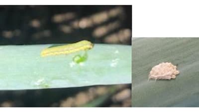 県中西部にシロイチモジヨトウ、ハスモンヨトウ　防除の徹底を