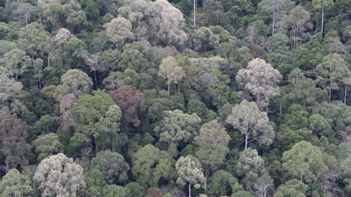 熱帯雨林樹木「フタバガキ」乾燥応答遺伝子の数が増加　ゲノム解読から気候変動対策へ