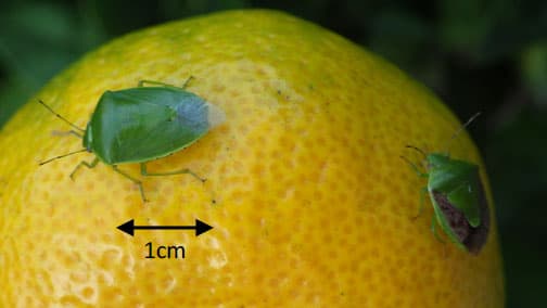 温州ミカン、カキに果樹カメムシ類　平年に比べて誘殺数多く