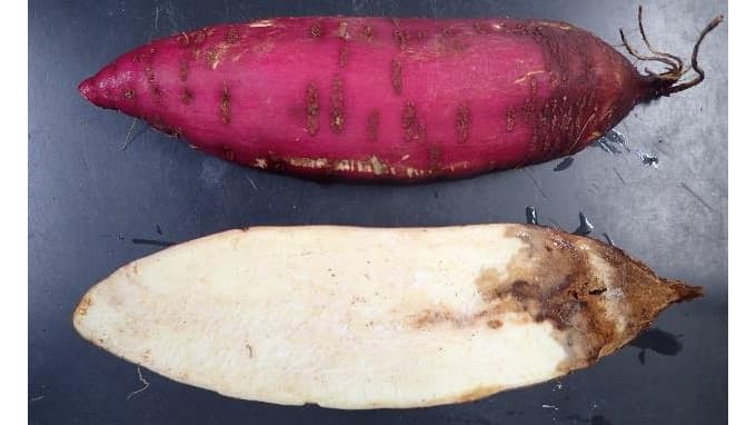 サツマイモ基腐病県内で初確認