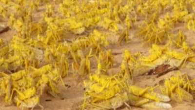 サバクトビバッタの繁殖行動を解明　効率的な防除に期待　国際農研