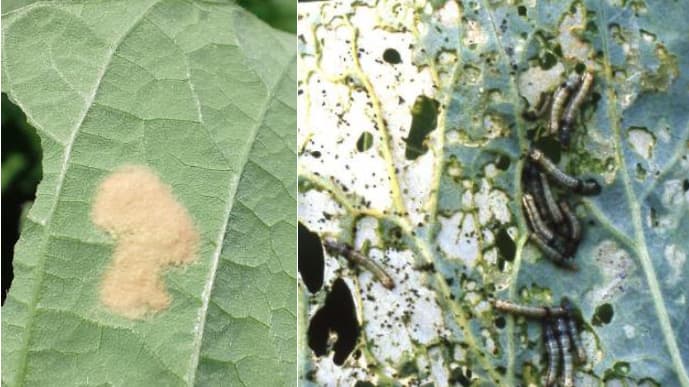 過去10年で最高　ハスモンヨトウなど野菜類のガ類　県内全域で発生