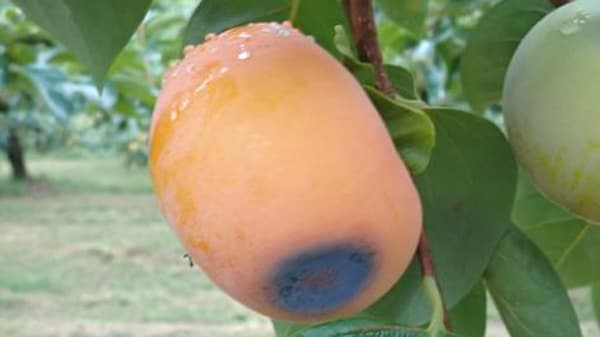 カキ炭疽病　県内全域で発生